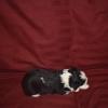 Bunny- 3 wks old