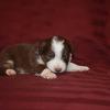 Reece- 3 wks old